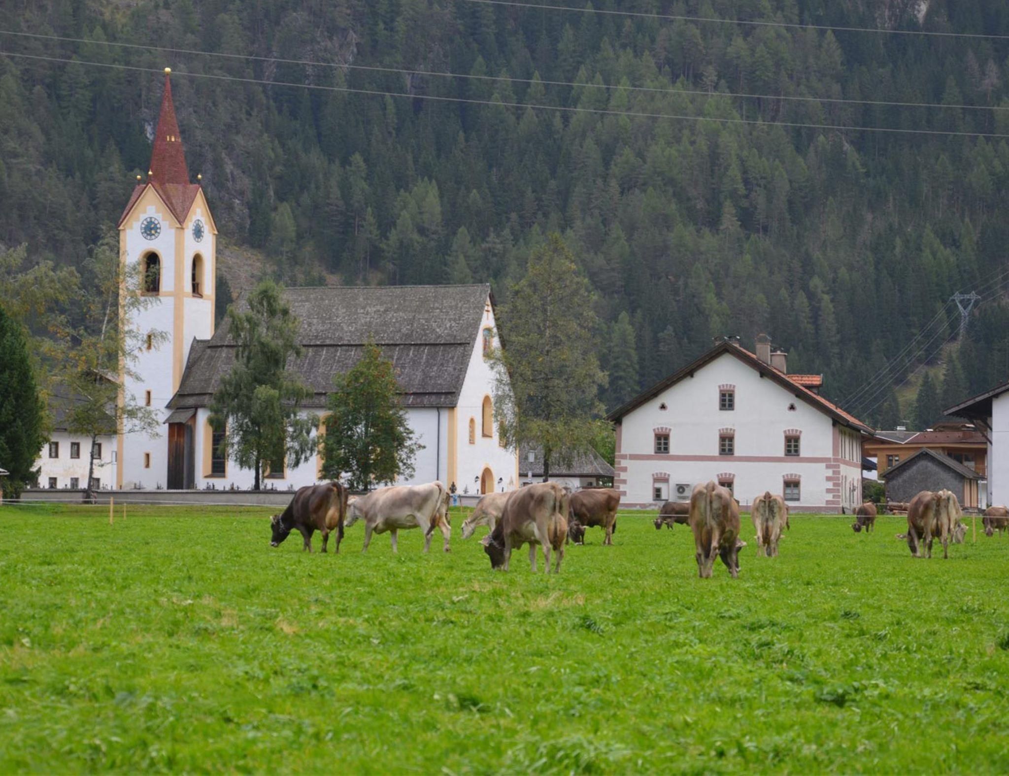 Kuhherde - © unbekannt, Brüggler, C Copyright - alle Rechte vorbehalten