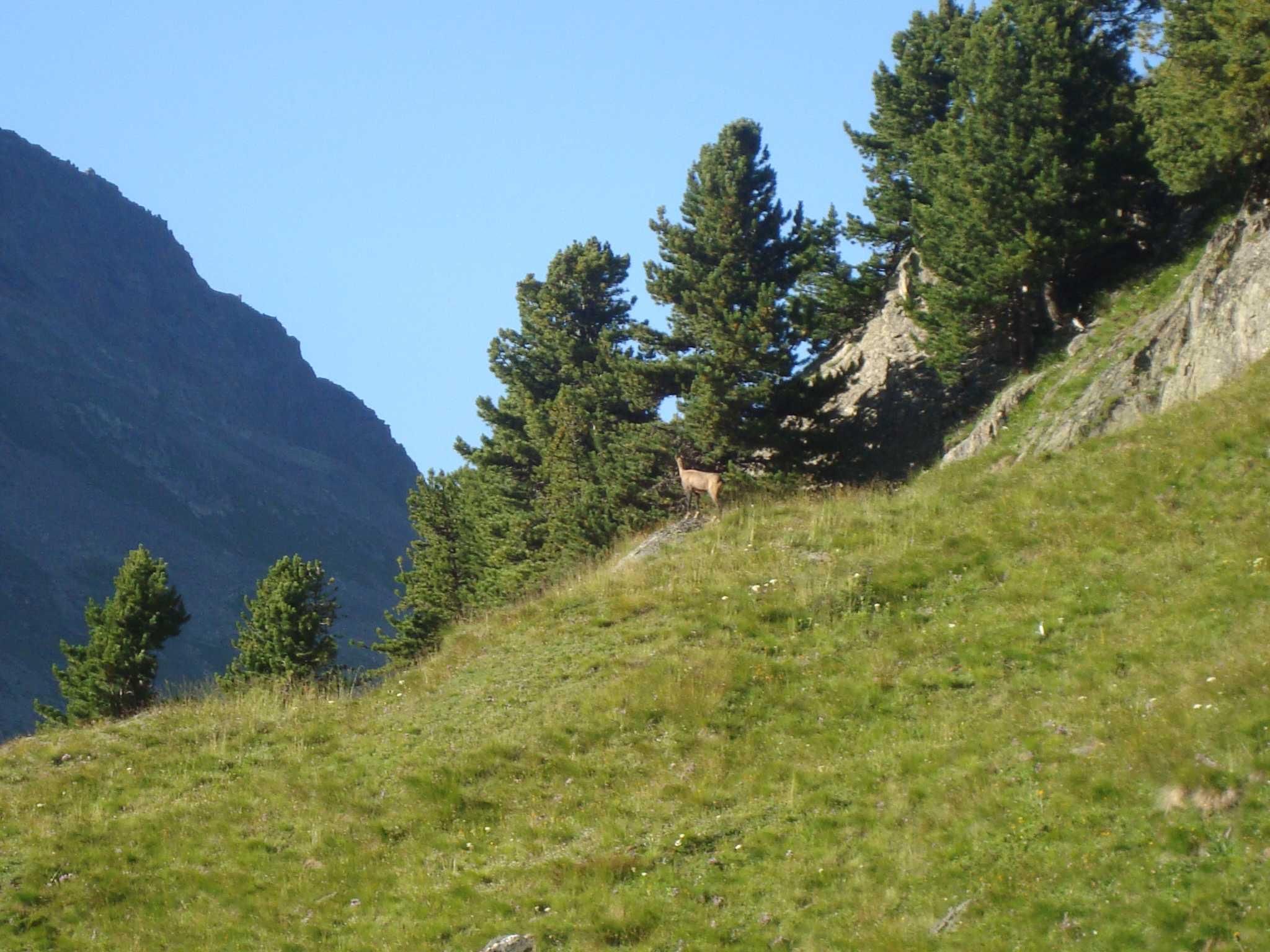 Tierwelt Gämse am Mutsbühl