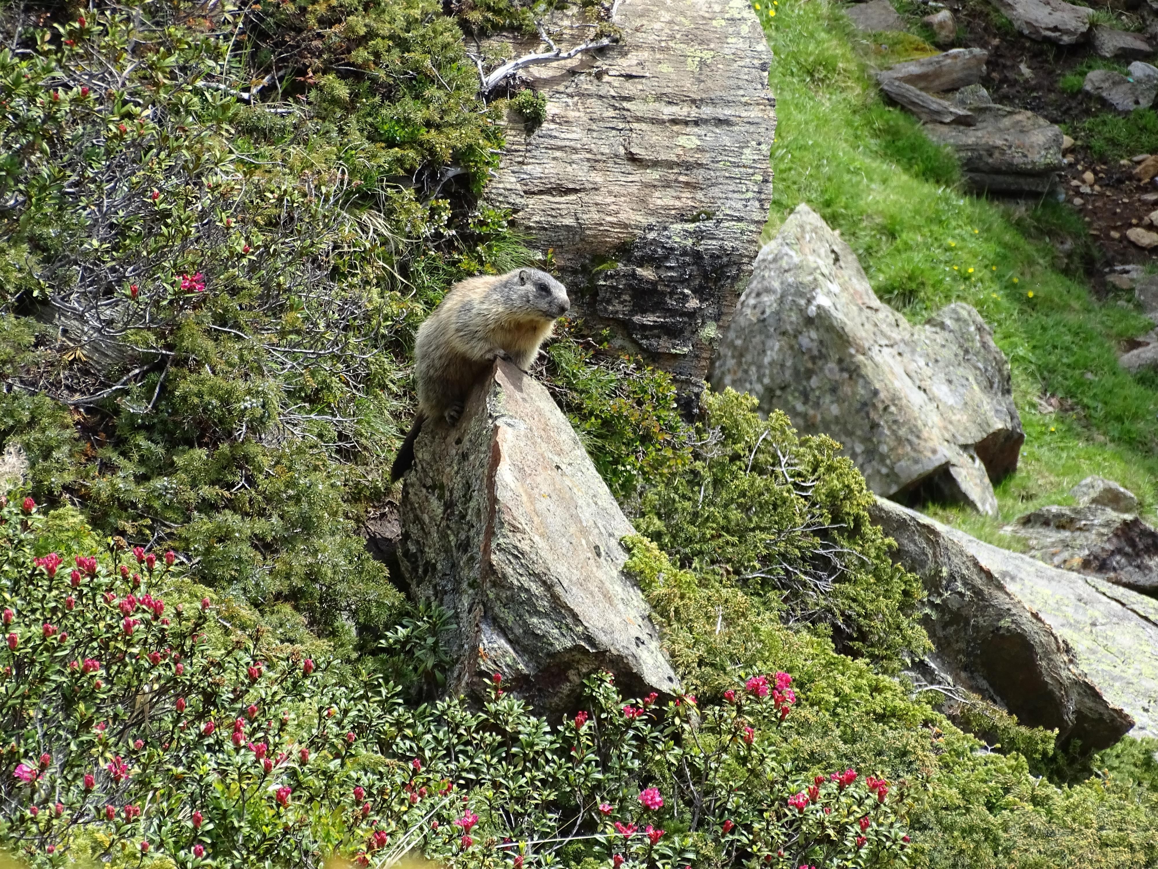 Tierwelt am Weg zum Mutsbühl