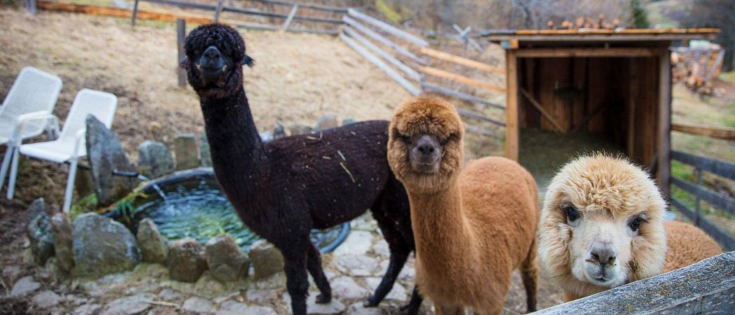 Alpakas