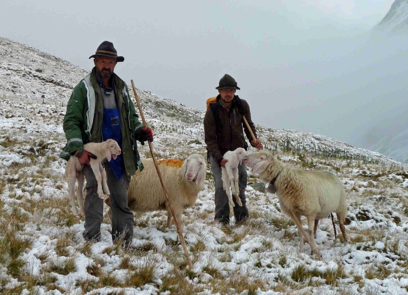 Die Witterungsbedingungen verlangen von den Schäfern alles ab, von den Schafen aber auch © Dagmar Gehm