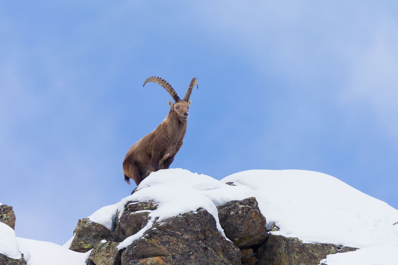 Steinbock in Ötztal