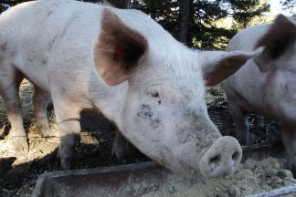 Alpenzoo Innsbruck Tiere 