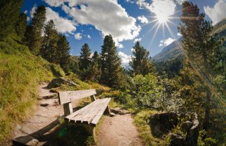 Stone Pine Forest Obergurgl