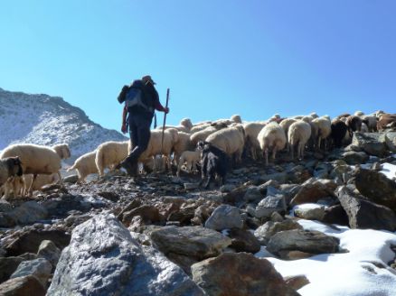 Sheep Drive Ötztal Vent
