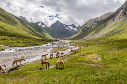 Obergurgl, Rotmoostal, summer, horses, Haflinger, mountains, water, stones, meadow, clouds