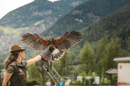 Birds of Prey Park Umhausen