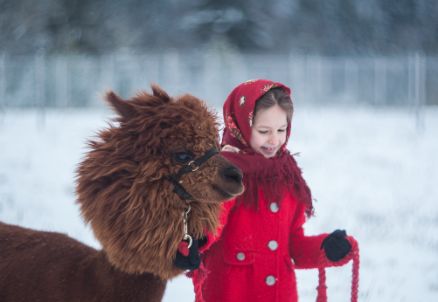 Niederthai Alpaca-llama hike 