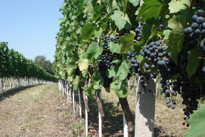 Obergurgl, sustainability, drink, wine, culinary