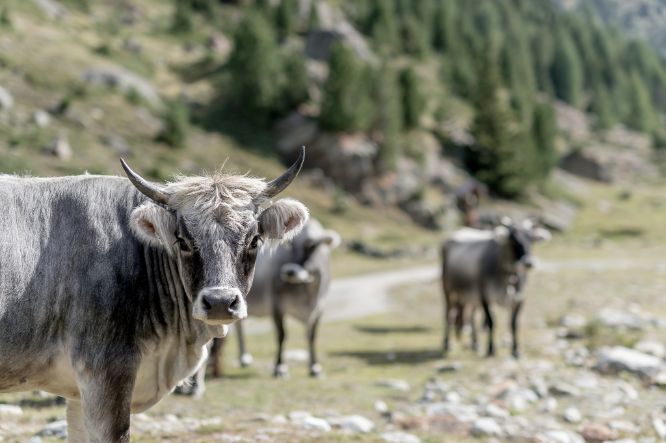 Kuh Wandern Sölden Wanderweg