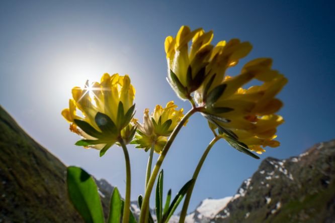 Ötztal Wundklee