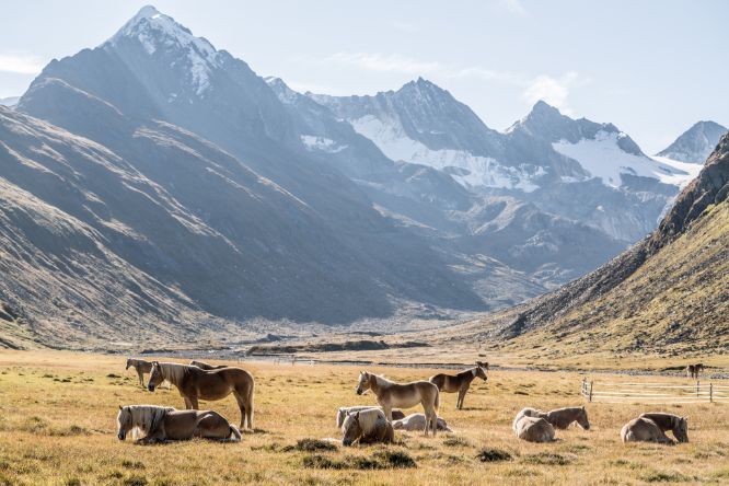 Obergurgl-Hochgurgl, Horses, Meadow
